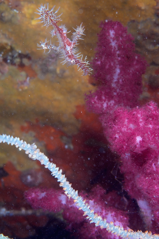 井田 ダイビング 伊豆 ニシキフウライウオ