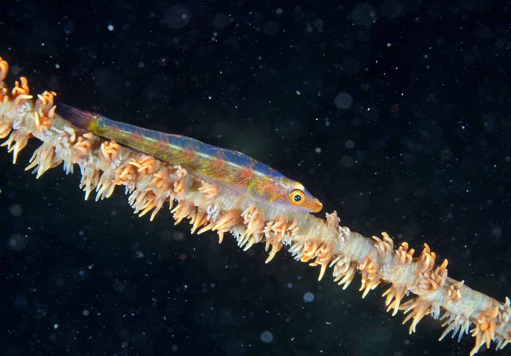 井田 ダイビング 伊豆 ニシキフウライウオ