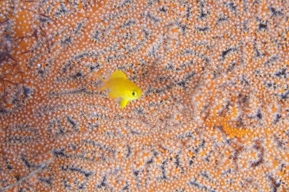 井田 ダイビング 伊豆 ニシキフウライウオ