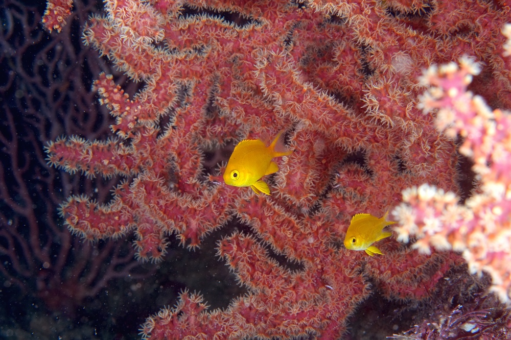 西伊豆 安良里 水中写真撮影ダイビングツアー ヤシャハゼ