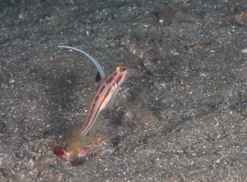 西伊豆 安良里 水中写真撮影ダイビングツアー ヤシャハゼ