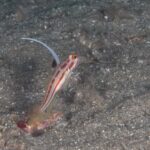 西伊豆　安良里　水中写真撮影ダイビングツアー　ヤシャハゼ