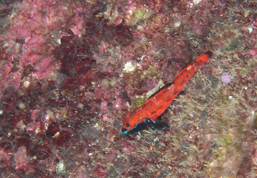 西伊豆 安良里 水中写真撮影ダイビングツアー ヤシャハゼ