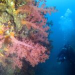 逗子　鎌倉沖　ダイビング　イワシの群れ　マグロ