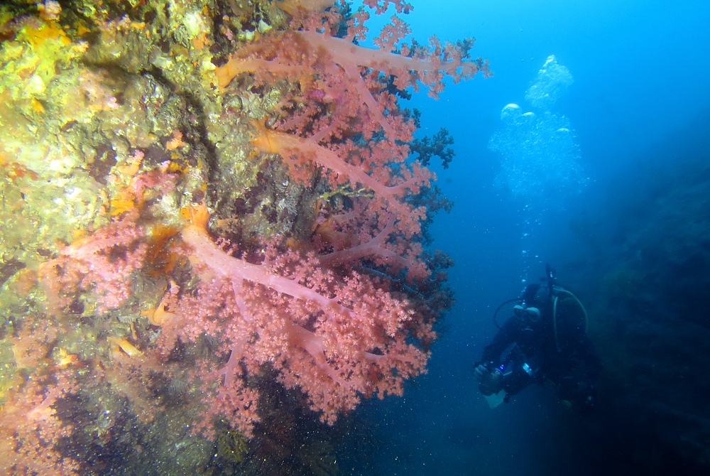 逗子 鎌倉沖 ダイビング イワシの群れ マグロ
