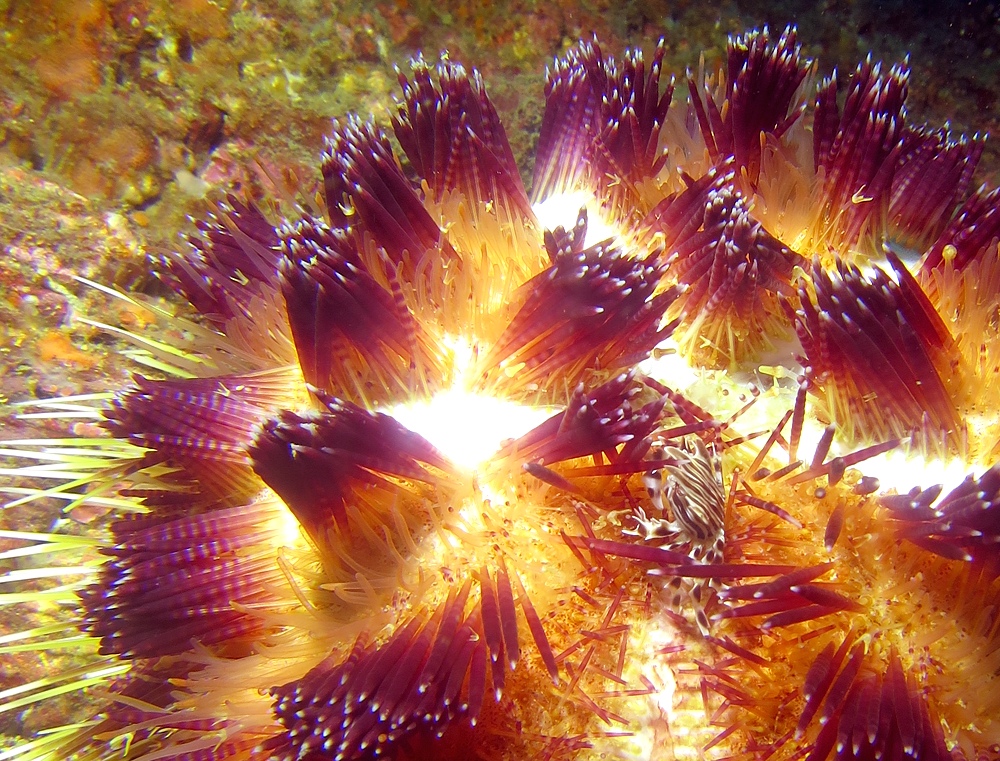 逗子 鎌倉沖 ダイビング イワシの群れ マグロ