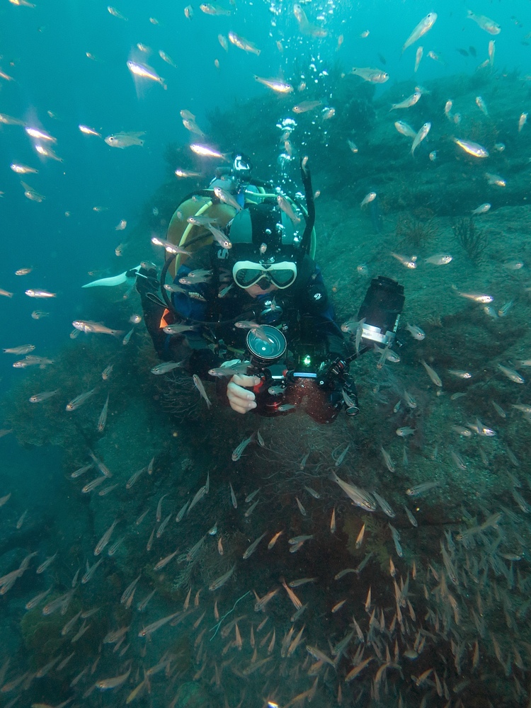 逗子 鎌倉沖 ダイビング イワシの群れ マグロ