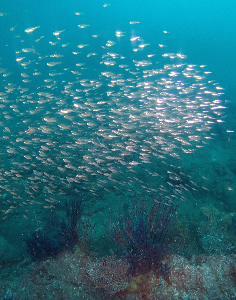 逗子 鎌倉沖 ダイビング イワシの群れ マグロ