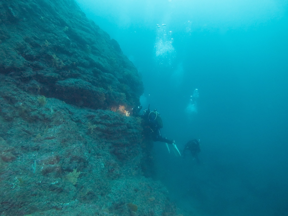 逗子 鎌倉沖 ダイビング イワシの群れ マグロ
