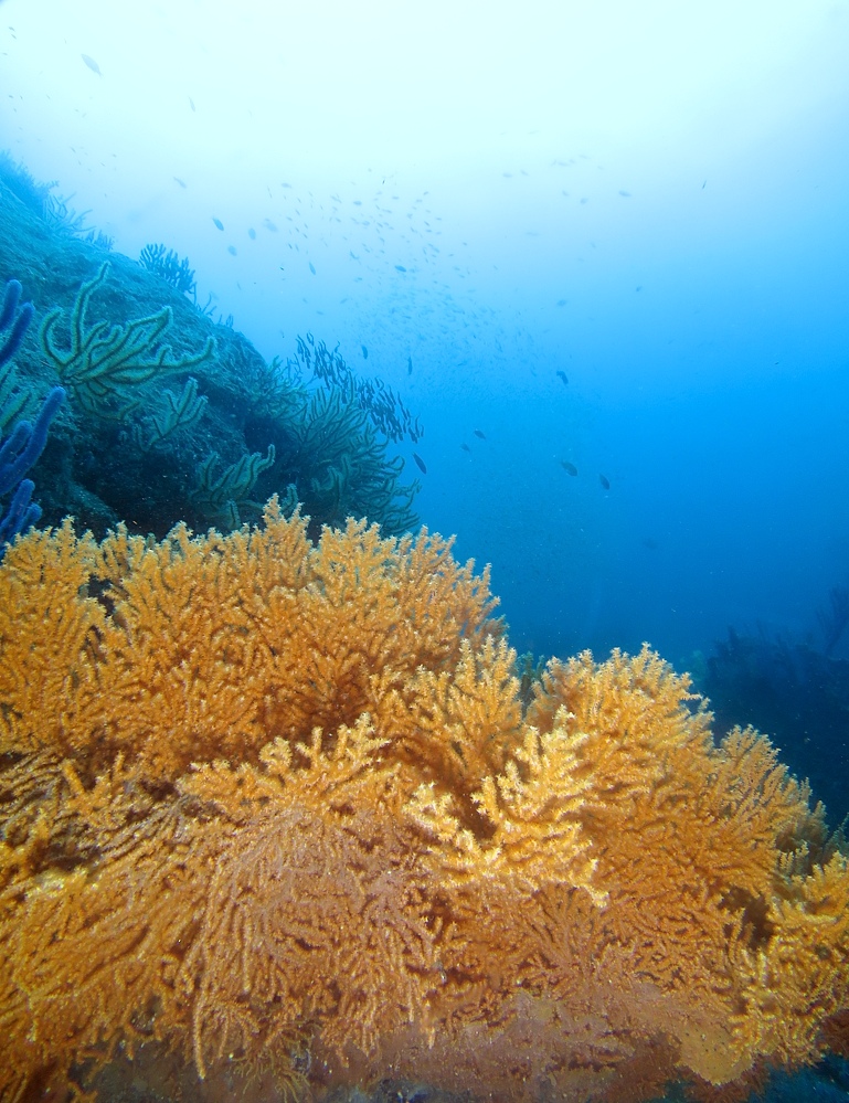 逗子 鎌倉沖 ダイビング イワシの群れ マグロ