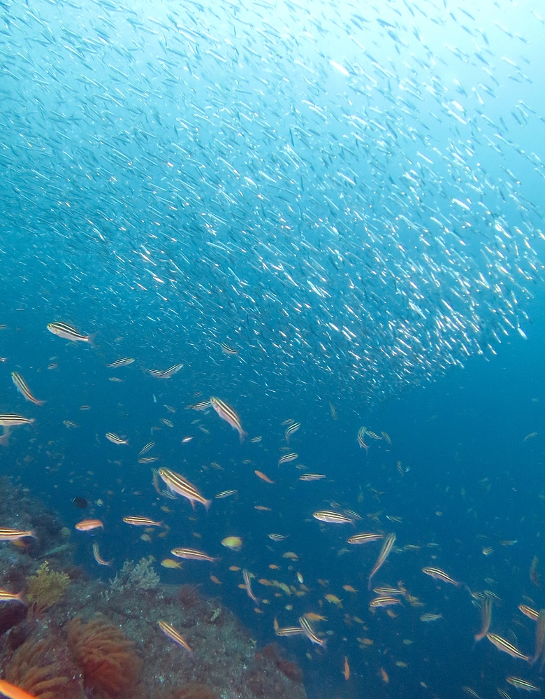 逗子 鎌倉沖 ダイビング イワシの群れ マグロ