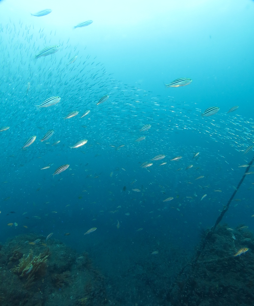 逗子 鎌倉沖 ダイビング イワシの群れ マグロ