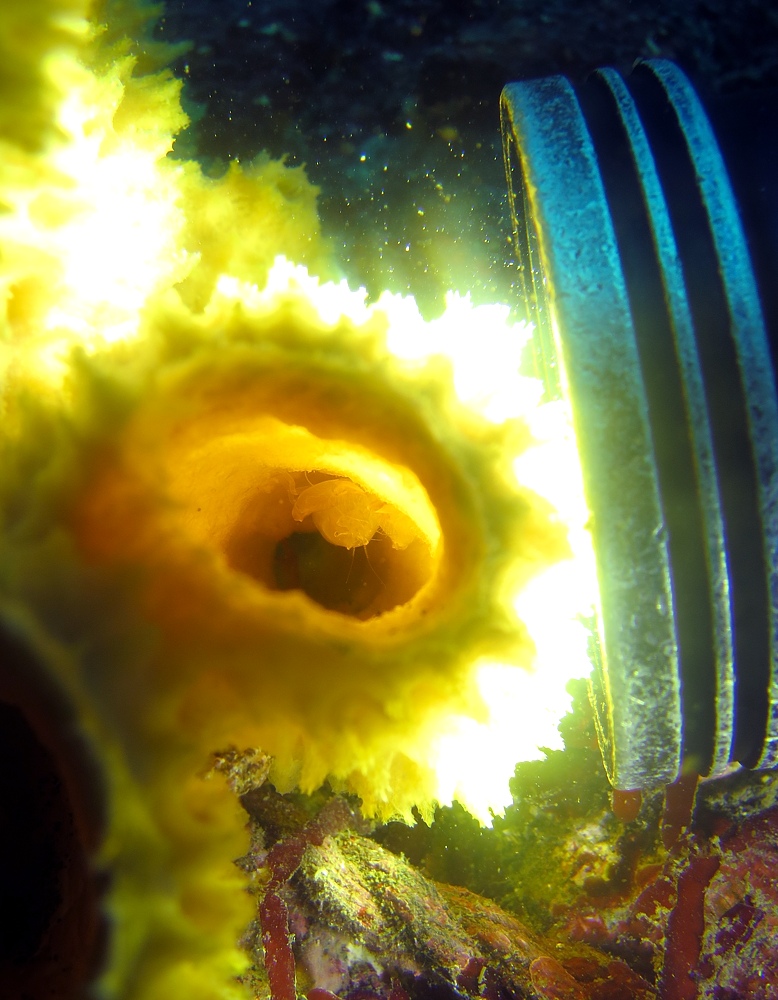 中性浮力講習 ダイビング 神奈川 ラウト ザラカイメンカクレエビ