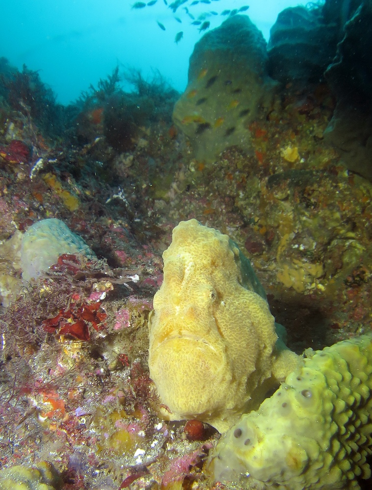 西川名 ダイビング　千葉