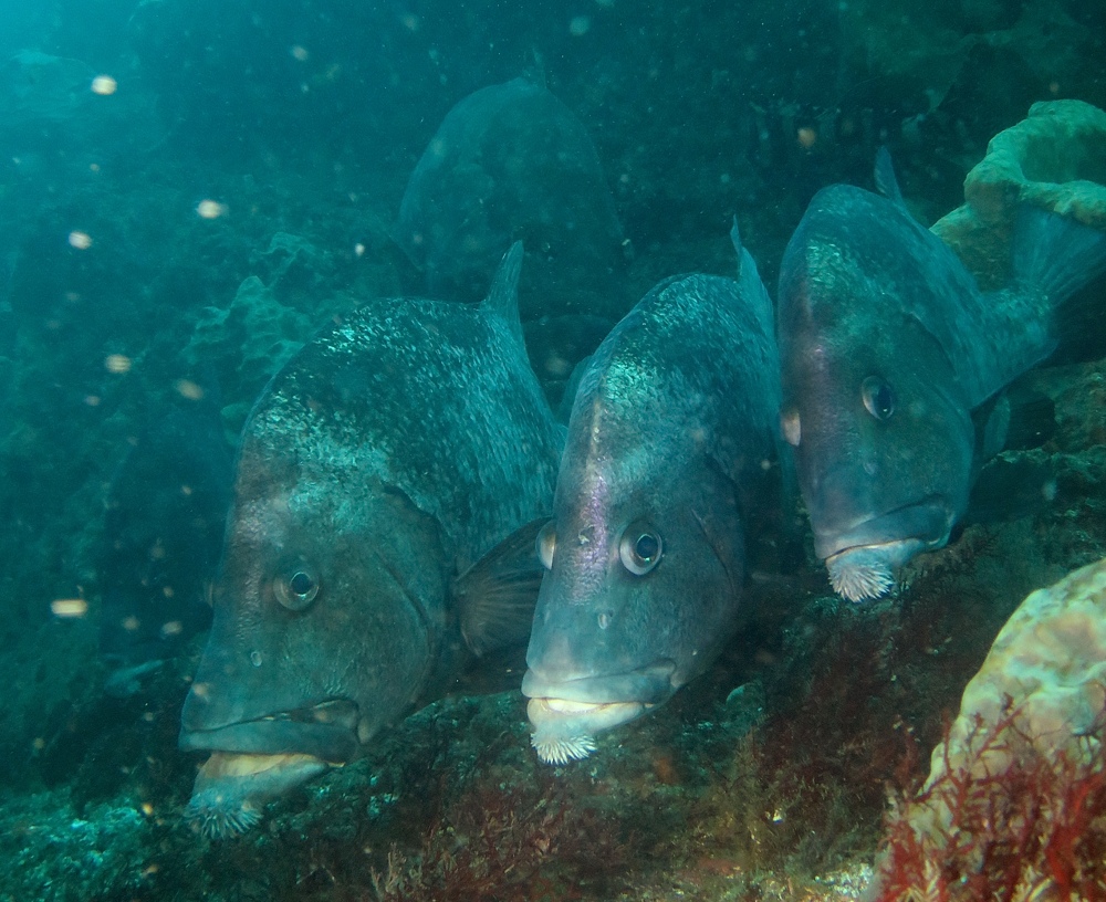 西川名 ダイビング　千葉　クエ