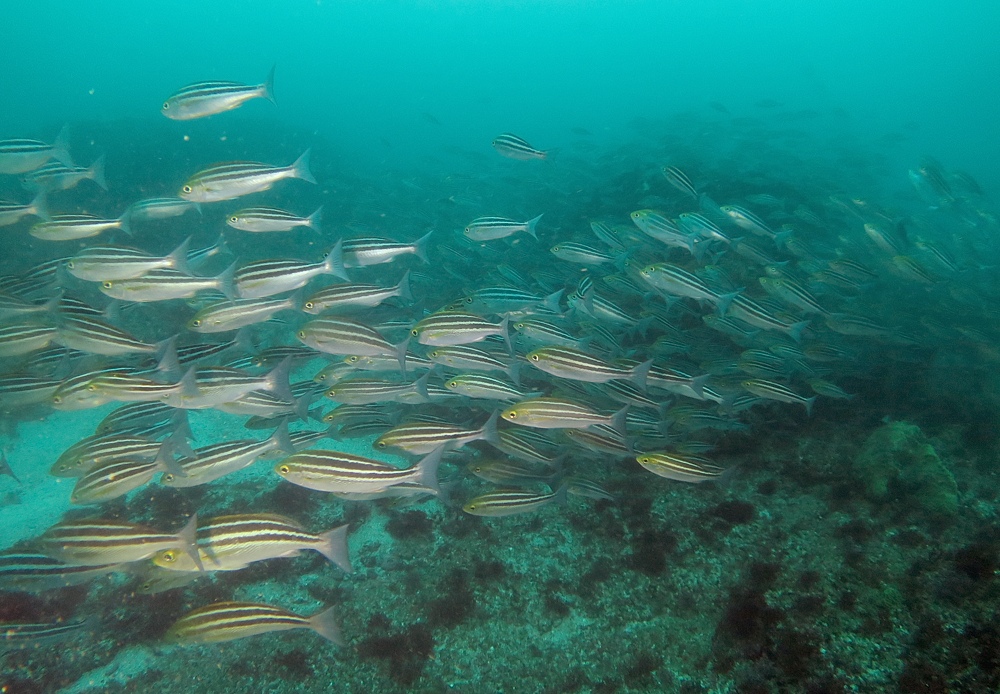 西川名 ダイビング　千葉