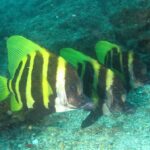 西川名 ダイビング　千葉