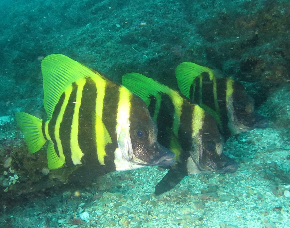 西川名 ダイビング　千葉