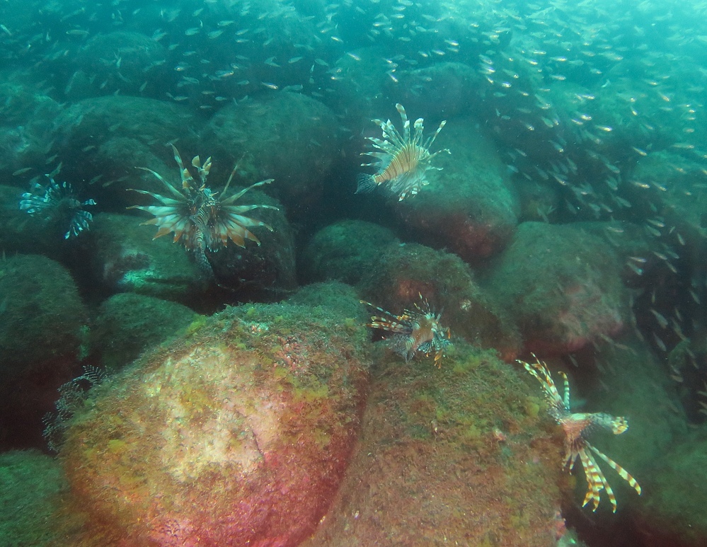 井田 ダイビング 伊豆 ニシキフウライウオ