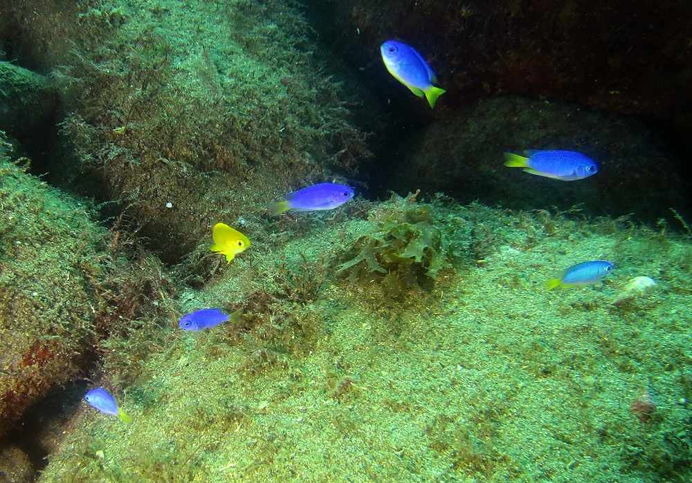 井田 ダイビング 伊豆 ニシキフウライウオ