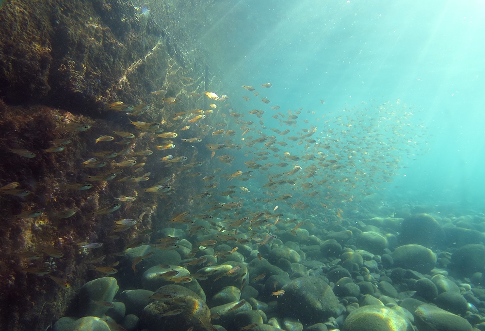 井田 ダイビング 伊豆 ニシキフウライウオ