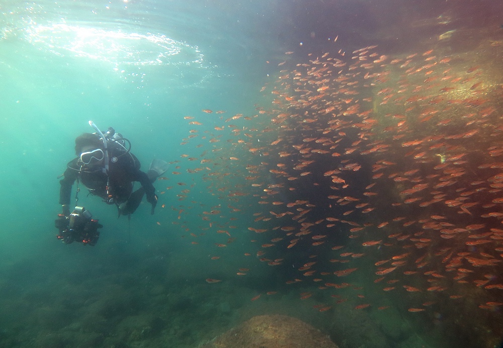 井田 ダイビング 伊豆 ニシキフウライウオ