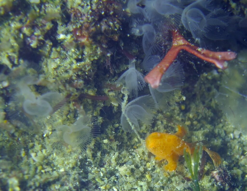 西伊豆 安良里 水中写真撮影ダイビングツアー ヤシャハゼ
