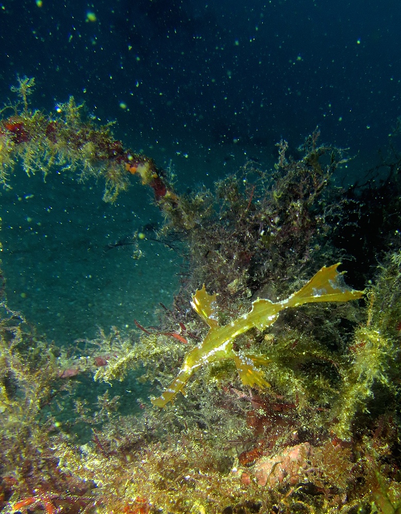 西伊豆 安良里 水中写真撮影ダイビングツアー ヤシャハゼ