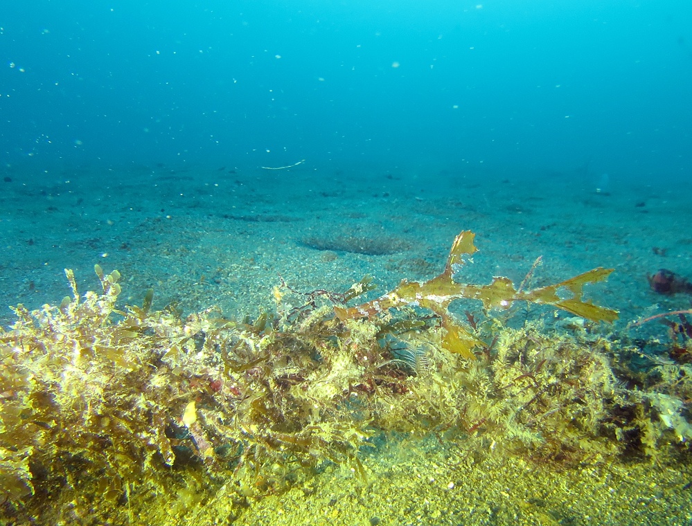 西伊豆 安良里 水中写真撮影ダイビングツアー ヤシャハゼ