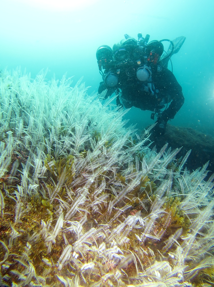 西伊豆 安良里 水中写真撮影ダイビングツアー ヤシャハゼ
