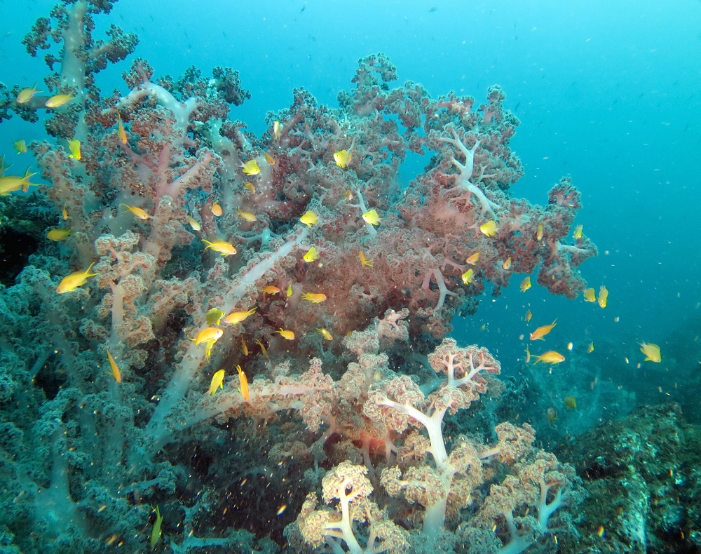 淡島ボートダイビング 沼津 平沢 ソフトコーラル