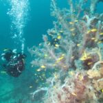 淡島ボートダイビング　沼津　平沢　ソフトコーラル