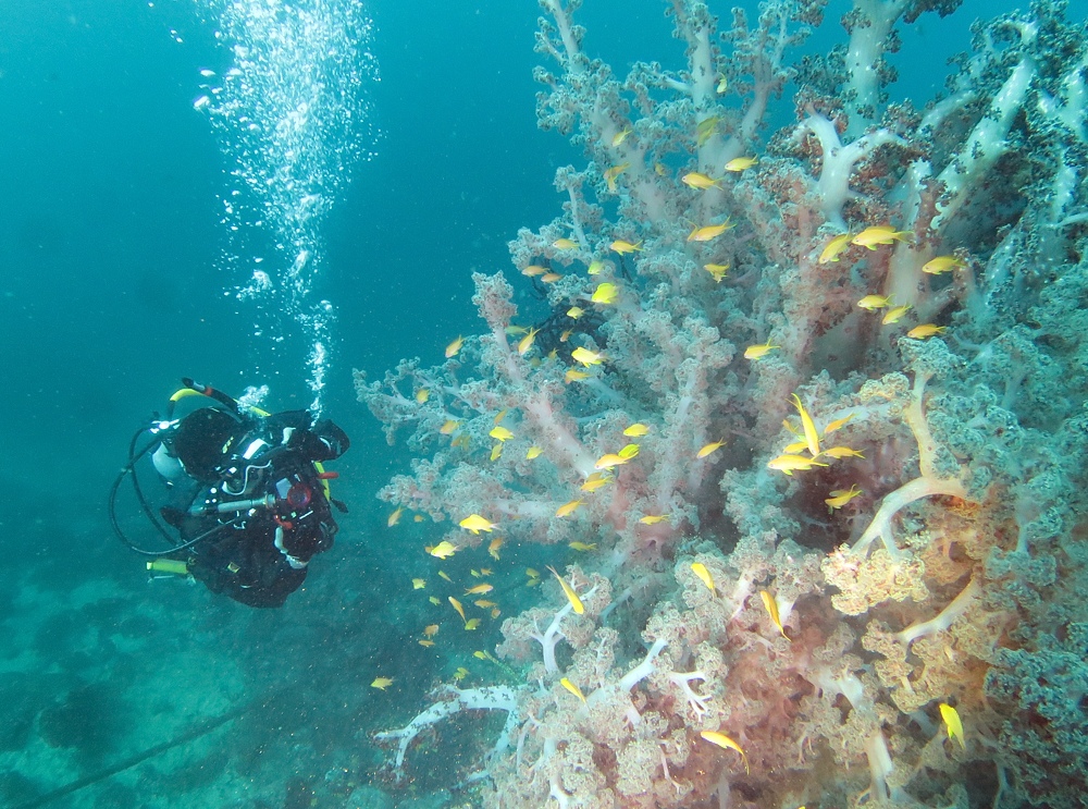 淡島ボートダイビング 沼津 平沢 ソフトコーラル