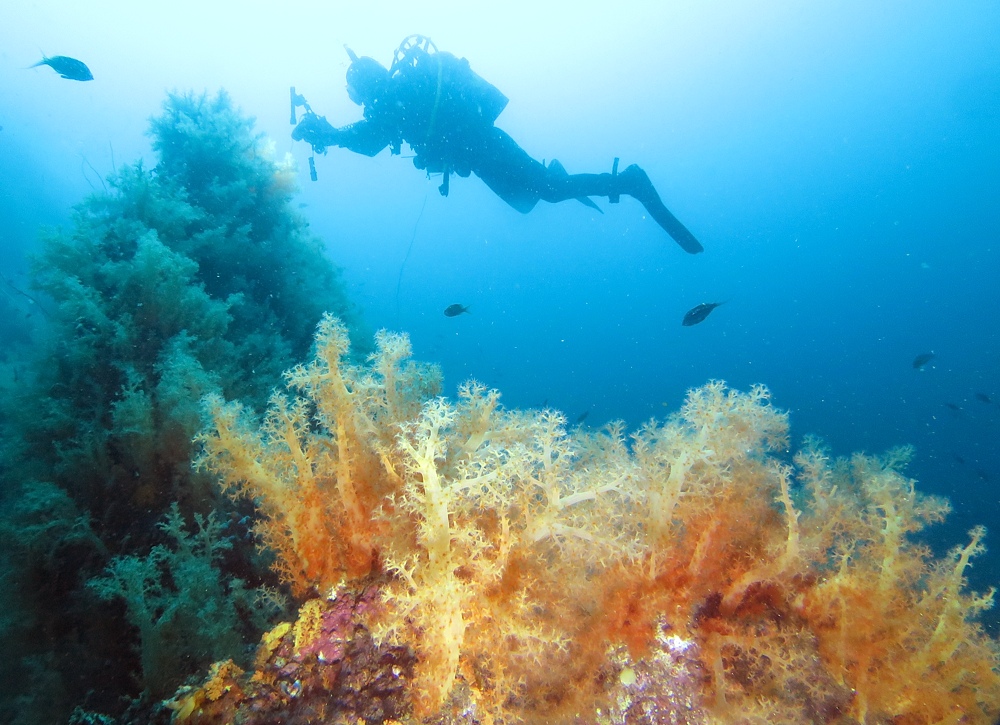 淡島ボートダイビング 沼津 平沢 ソフトコーラル