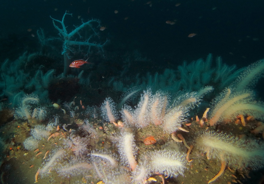 淡島ボートダイビング 沼津 平沢 ソフトコーラル