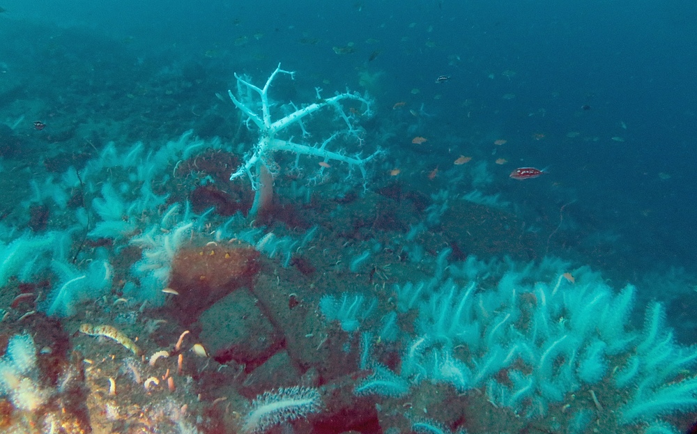 淡島ボートダイビング 沼津 平沢 ソフトコーラル