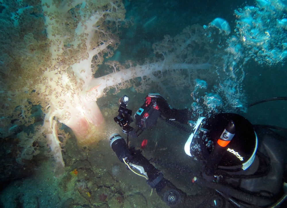 淡島ボートダイビング 沼津 平沢 ソフトコーラル