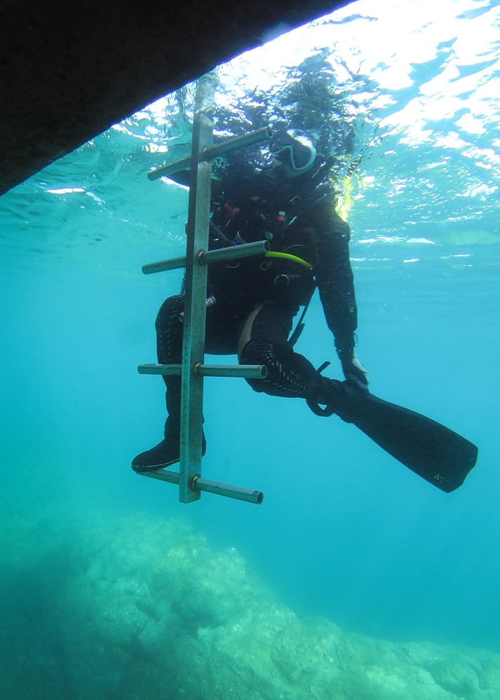 淡島ボートダイビング 沼津 平沢 ソフトコーラル