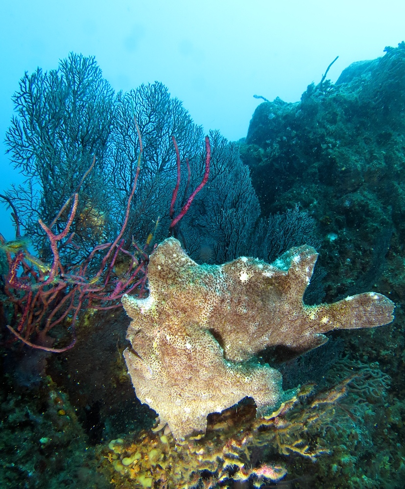淡島ボートダイビング 沼津 平沢 ソフトコーラル