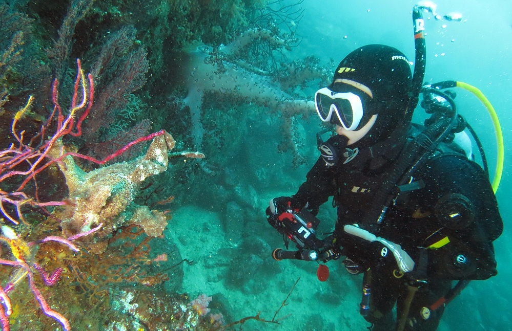 淡島ボートダイビング 沼津 平沢 ソフトコーラル