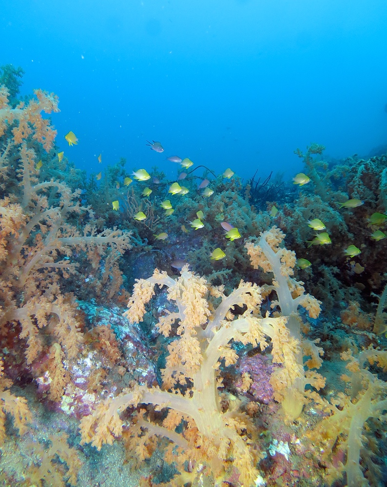 淡島ボートダイビング 沼津 平沢 ソフトコーラル