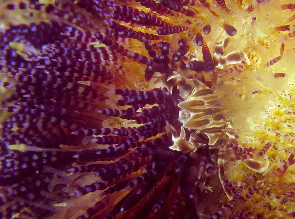 淡島ボートダイビング 沼津 平沢 ソフトコーラル