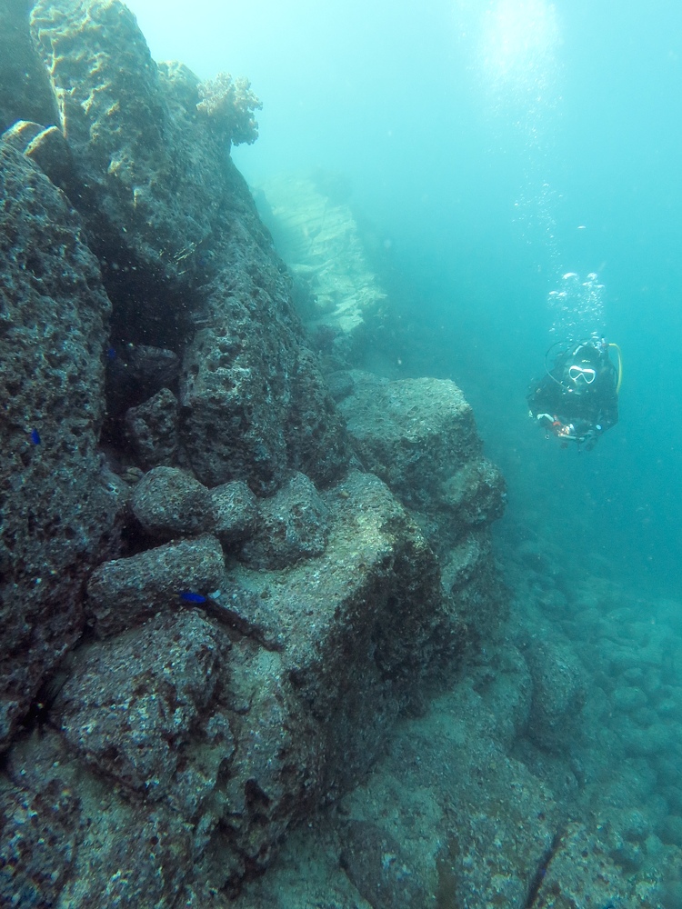 淡島ボートダイビング 沼津 平沢 ソフトコーラル
