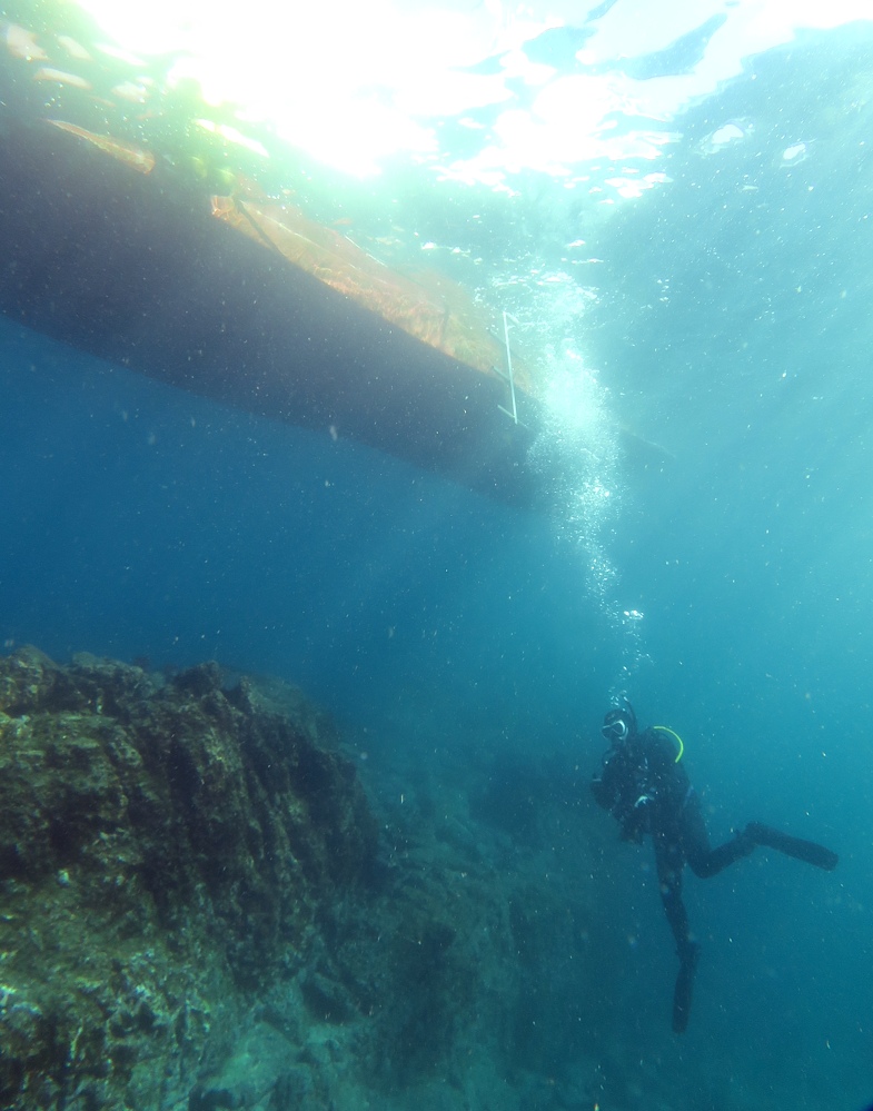淡島ボートダイビング 沼津 平沢 ソフトコーラル