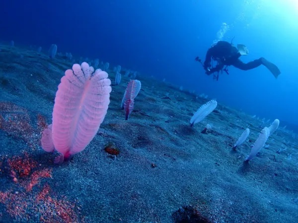 千葉 坂田 ダイビング クジラの骨