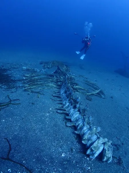 千葉 坂田 ダイビング クジラの骨