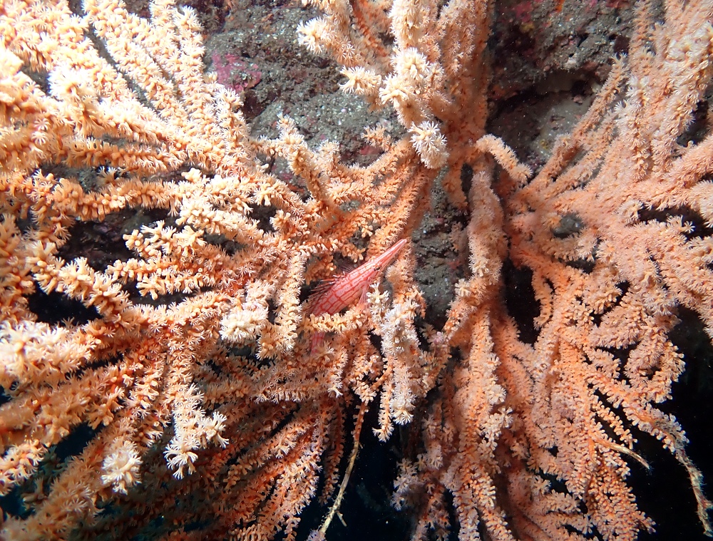 逗子 鎌倉沖 ダイビング イワシの群れ マグロ クダゴンベ