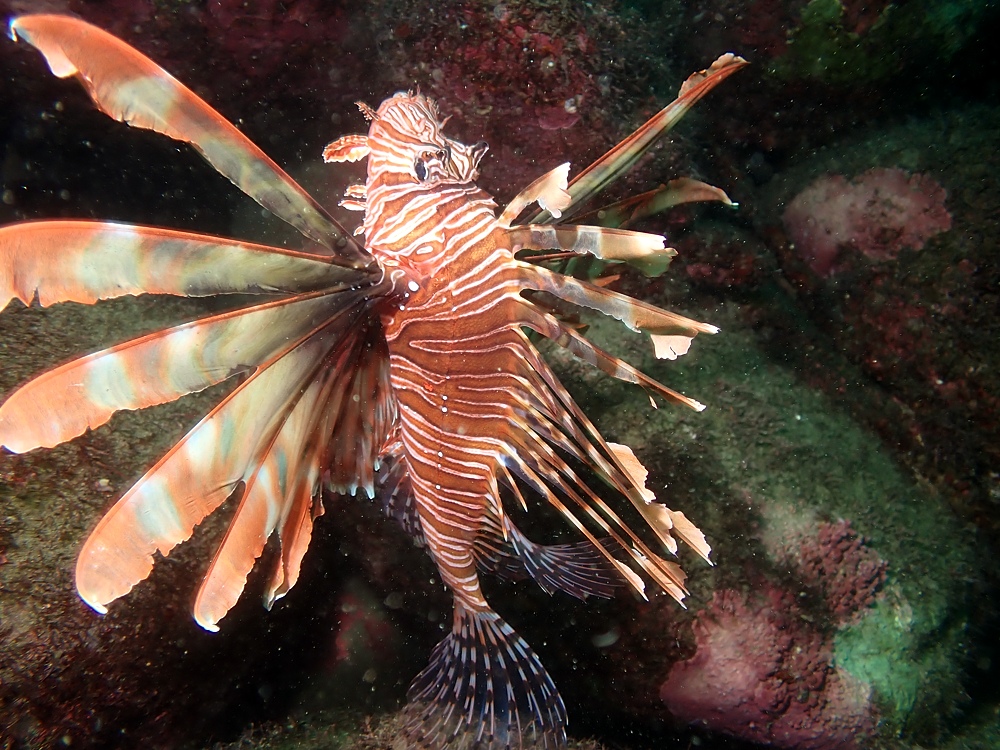 井田 ダイビング 伊豆 ニシキフウライウオ