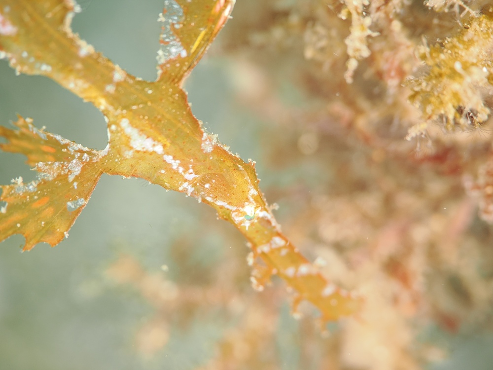 西伊豆 安良里 水中写真撮影ダイビングツアー ヤシャハゼ