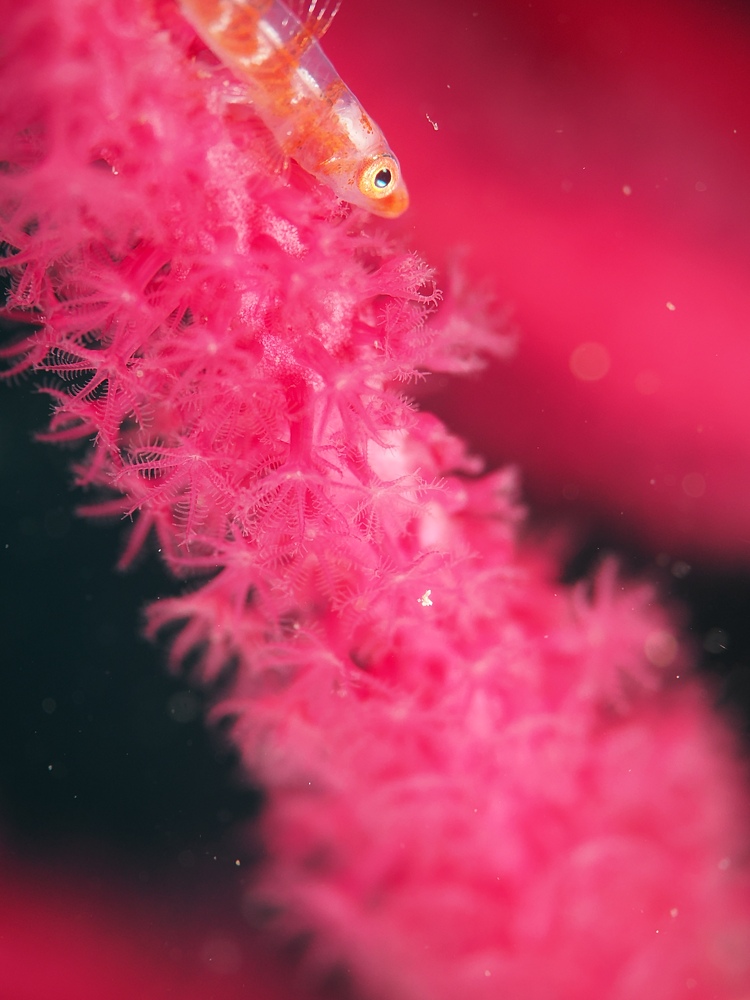 西伊豆 安良里 水中写真撮影ダイビングツアー ヤシャハゼ